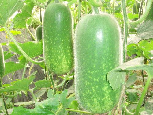 半夏吃瓜最新爆料图片,最新爆料图片揭秘瓜界风云